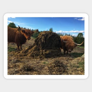 Scottish Highland Cattle Cows 2395 Sticker